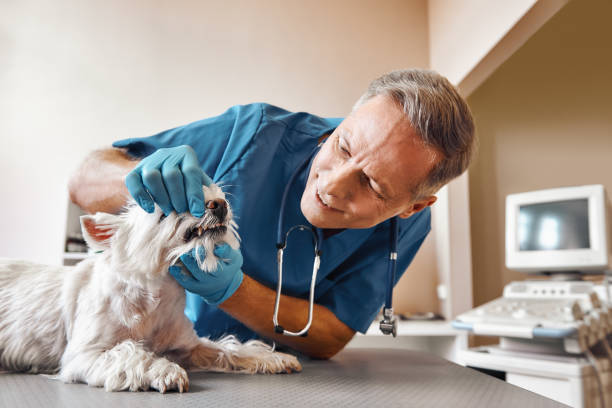 Best Urgent Dental Care in Creston, OH